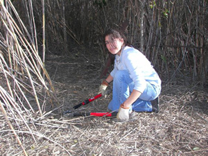 Lehman High National Honor Society member Edith Diaz slices away at a forest of cane at the NHS December, 2006, workday.